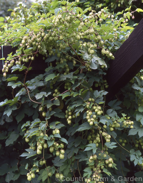 Common or European Hops (<i>Humulus lupulus</i>), an herbaceous perennial twiner widespread in the northern temperate regions. The mature fruiting heads are an important constituent of beer.