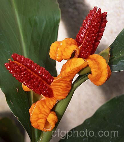 Brachychilum horsfieldii (syn. Hedychium horsfieldii</i>), an evergreen rhizomatous perennial with stems up to 2m long. Native to Java and a member of the ginger family (<i>Zingiberaceae</i>), it is cultivated for its colorful seedpods, which develop from small cream flowers that are not especially showy. brachychilum-2606htm'>Brachychilum. .