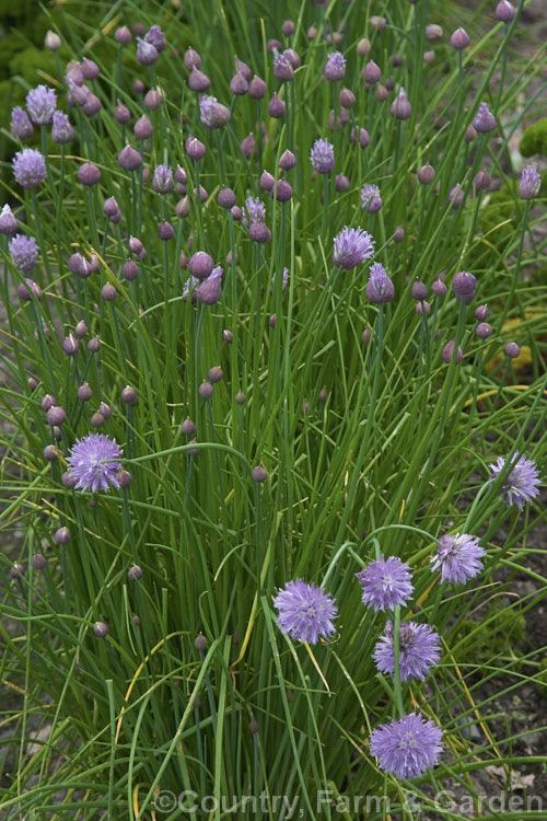 Chives (<i>Allium schoenoprasum</i>), although grown primarily as a culinary herb for its pungent foliage, chive flowers are quite ornamental, and edible. The species has a widespread. Northern Hemisphere range. allium-2045htm'>Allium.