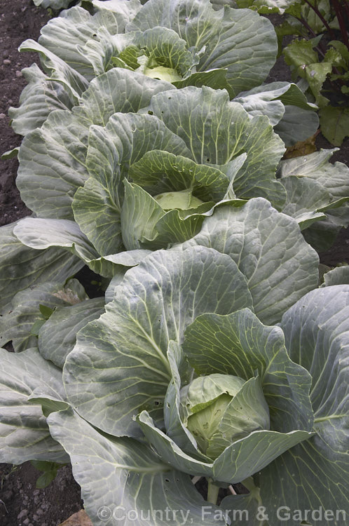 Brassica oleracea - Capitata Group 'Derby Day', a cabbage cultivar with a small, dense head that develops quickly. It is best spring-sown for maturing in early summer