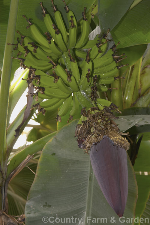 Banana (<i>Musa x paradisiaca [Musa acuminata x Musa balbisiana]), this is the commercial edible banana, a sterile clone unknown in the wild that is among the most widely cultivated and appreciated fruits, and a staple in many tropical and subtropical areas. musa-3163htm'>Musa. <a href='musaceae-plant-family-photoshtml'>Musaceae</a>.