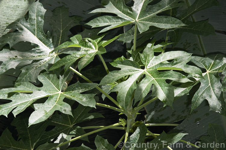 The foliage crown of the Papaya or Pawpaw (<i>Carica papaya</i>), a native of tropical South America now widely cultivated throughout the tropics and subtropics for its edible fruit. Order: Brassicales, Family: Caricaceae