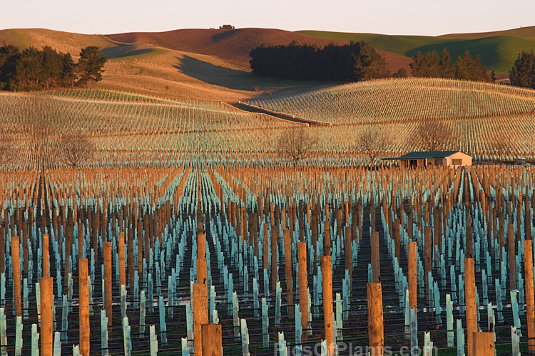 A freshly planted vineyard. Canterbury, New Zealand.