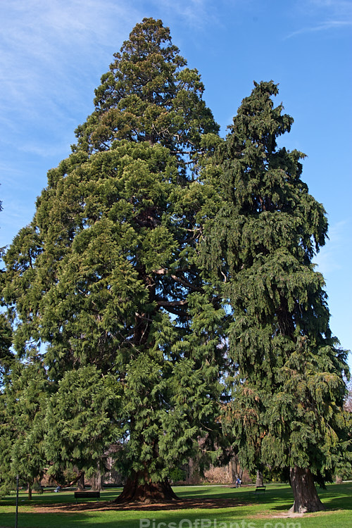 Giant Redwood (<i>Sequoiadendron giganteum</i>), left; and Nootka Cypress (<i>Callitropsis nootkatensis</i> [syns. <i>Xanthocyparis nootkatensis</i>, <i>Chamaecyparis nootkatensis</i>), right.