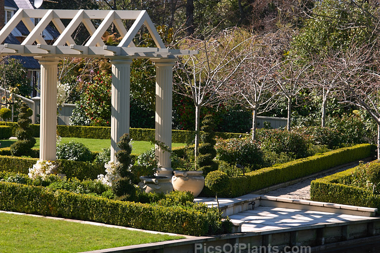 Formal Garden with cherry trees, box hedging and topiary.