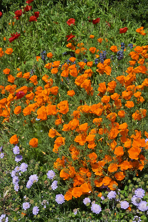 A dry garden border featuring drought-tolerant perennials, such as scabious (<i>Scabiosa</i>) and California poppy (<i>Eschscholzia californica</i>).