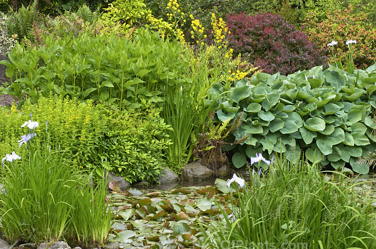 A pond with a plantings of perennials, including hostas, lysimachia and irises.