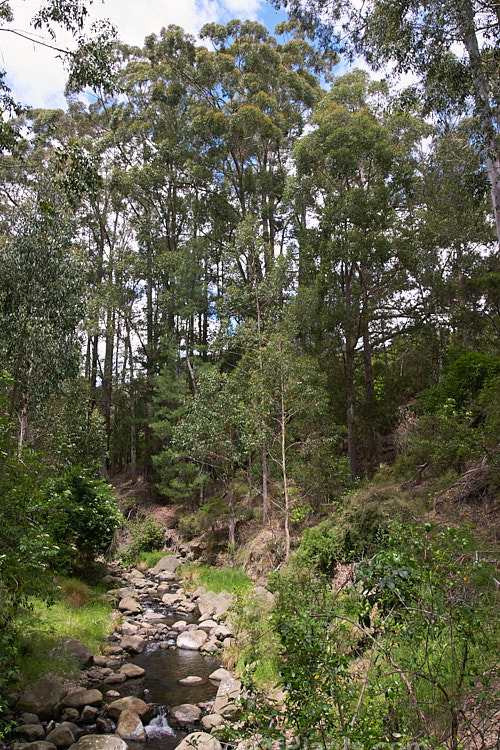 A a rocky streambed flowing through a woodland of eucalyptus.