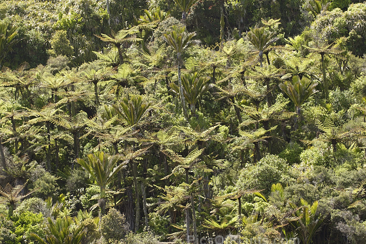 Tree ferns, mostly Black Tree Fern (<i>Cyathea medullaris</i>), and Nikau Palms (<i>Rhopalostylis sapida</i>) growing in Westland, New Zealand, where they thrive in the extremely high rainfall and humidity of this region.