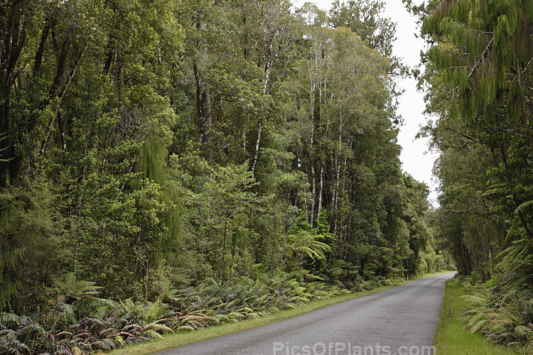 The lush temperate rainforest of Westland, New Zealand, home to a rich variety of trees, shrubs, ferns, mosses and lichens. Although difficult to see in an image of this size, many of the trees are hosts to a range of epiphytic plants.