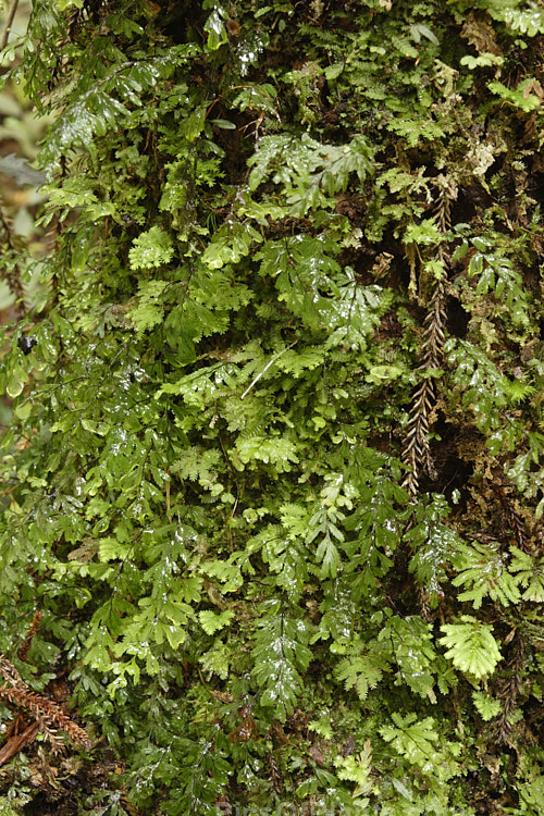 Ferns and mosses carpet everything in the temperate rainforest of Westland, New Zealand.