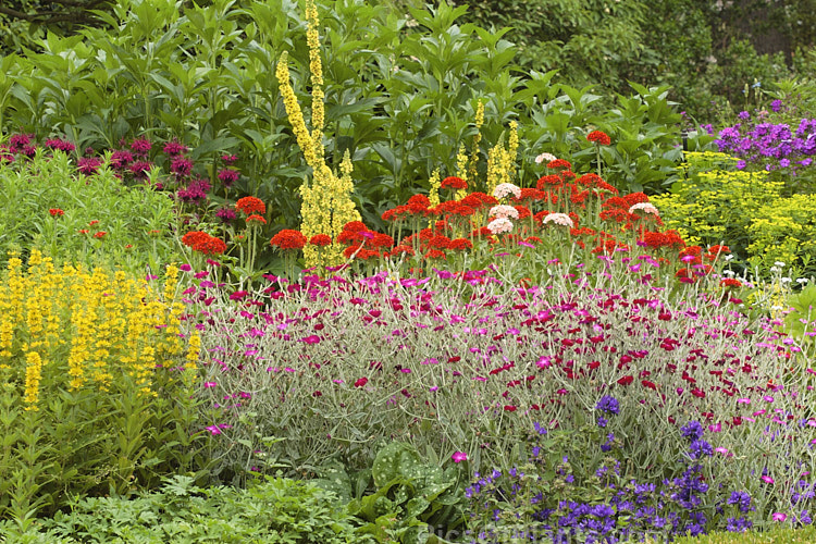 A border of summer-flowering perennials, including Lychnis, Lysimachia, Campanula and Euphorbia.