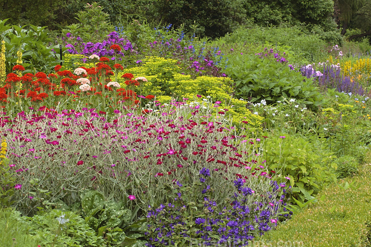 A border of summer-flowering perennials, including Lychnis, Lysimachia, Campanula and Euphorbia.