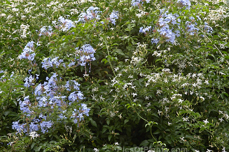 Two summer-flowering evergreen climbers: <i>Plumbago auriculata</i> and <i>Jasminum azoricum</i>.