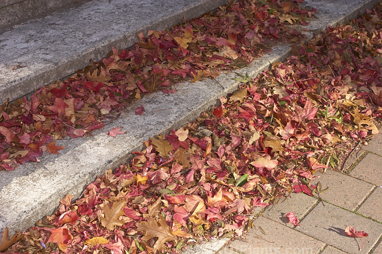 Fallen autumn leaves blown up against concrete garden steps.