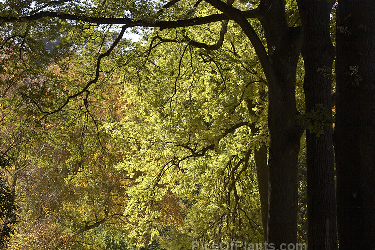 Deciduous trees in mid-autumn.