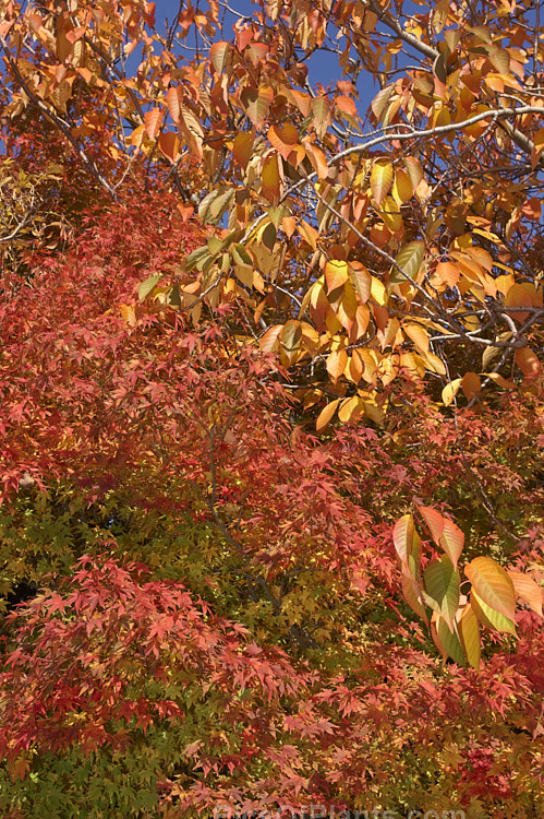 Japanese maple (<i>Acer palmatum</i>) and cherry (<i>Prunus</i> sp.) with autumn foliage colour.