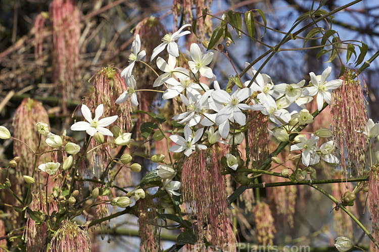 The white spring blooms of <i>Clematis armandii</i> among the flower tassels of a purple box elder (<i>Acer negundo</i> var. <i>violaceum</i>). Order: Ranunculales, Family: Ranunculaceae