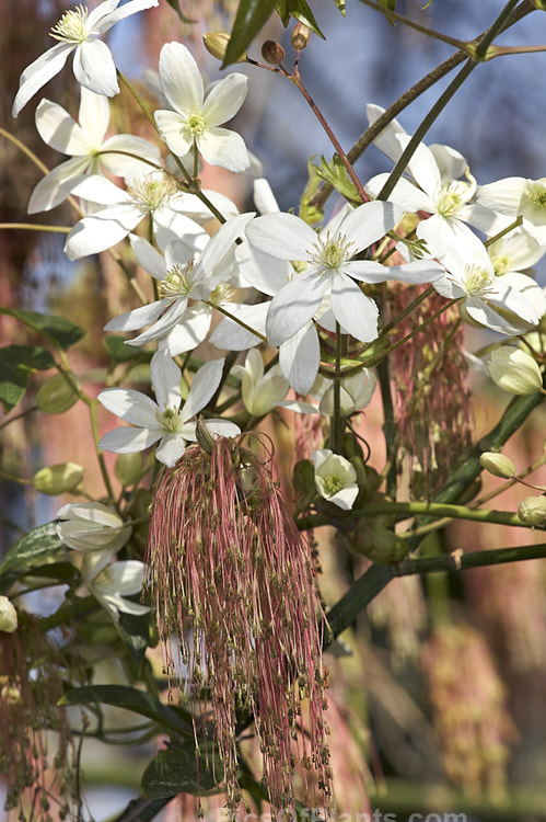 The white spring blooms of <i>Clematis armandii</i> among the flower tassels of a purple box elder (<i>Acer negundo</i> var. <i>violaceum</i>). Order: Ranunculales, Family: Ranunculaceae