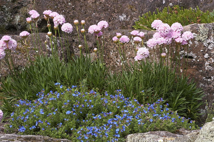 Two low, spring-flowering perennials: the pink-flowered thrift (<i>Armeria</i>) and the blue-flowered <i>Lithodora</i>.