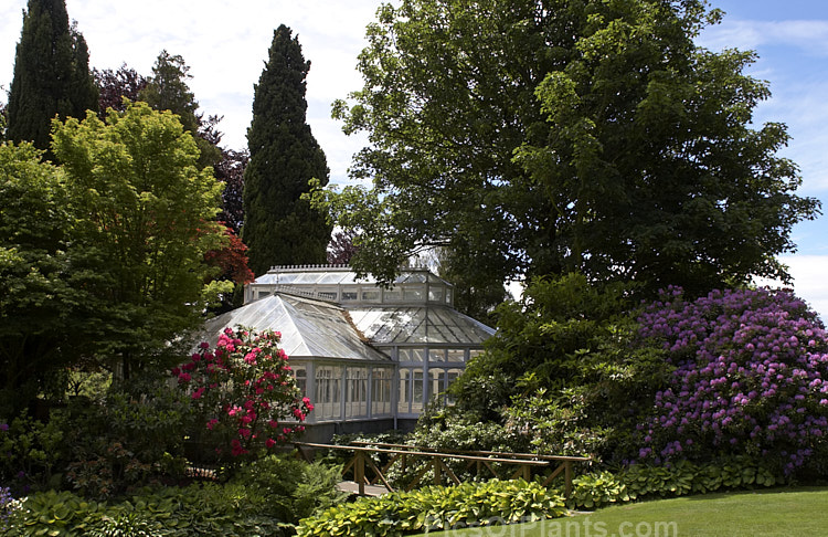 An Edwardian greenhouse in a parklike garden setting.