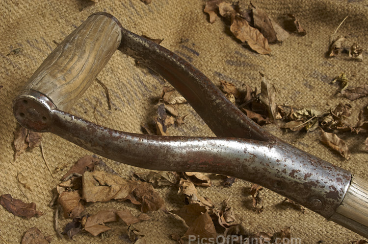 The handle of a well-used old garden fork. Old tools like this can often seem to take on the character of their owner, still showing the effect of years of handling and hard work long after the gardener may have departed.