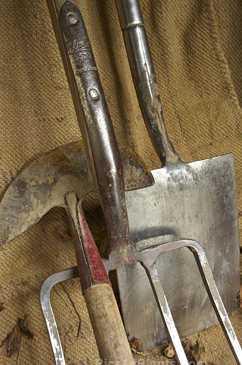 An old and well-used fork, spade and lawn edge cutter. Despite its many years, the spade is still in regular use and gleams after cutting through the soil. Old tools like these can often seem to take on the character of their owner, still showing the effect of years of handling and hard work long after the gardener may have departed.