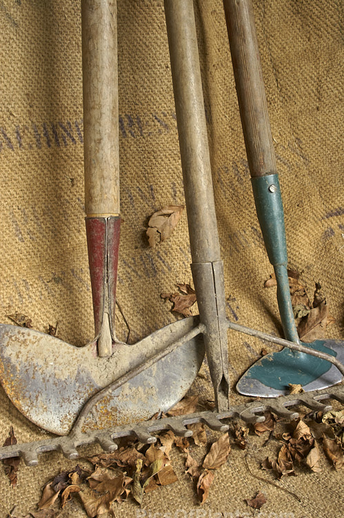 Some very well-used old garden tools: a lawn edge cutter, a rake and a torpedo hoe. Old tools like these can often seem to take on the character of their owner, still showing the effect of years of handling and hard work long after the gardener may have departed.