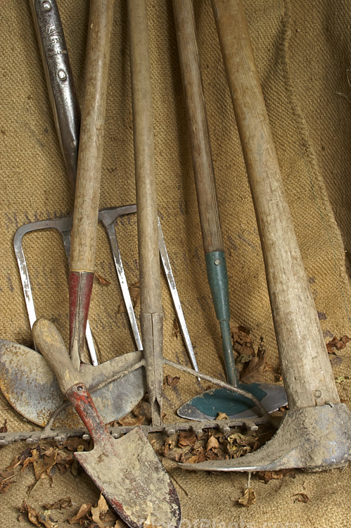 Some very well-used old garden tools: a trowel, a lawn edge cutter, a rake, a fork, a torpedo hoe. and a mattock or grubber. Old tools like these can often seem to take on the character of their owner, still showing the effect of years of handling and hard work long after the gardener may have departed.