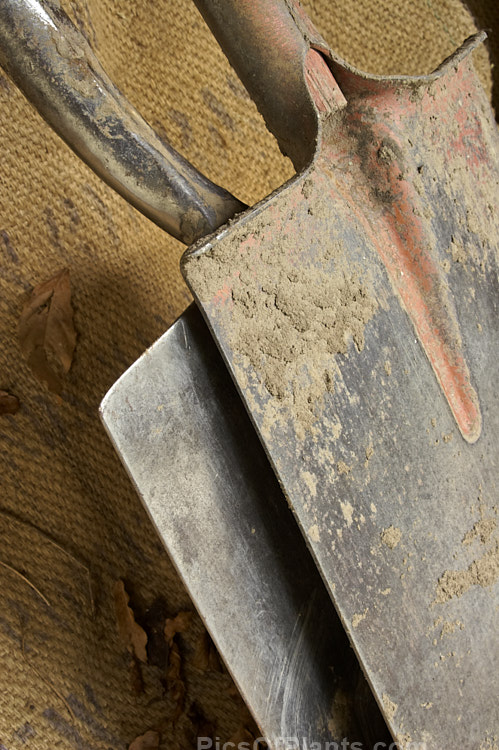 Two old and well-used spades. In front is a light wooden-handled spade used for digging in well-worked soil, and behind it is a heavy steel-handled spade used for the heavy work of digging over unworked soil. Old tools like these can often seem to take on the character of their owner, still showing the effect of years of handling and hard work long after the gardener may have departed.