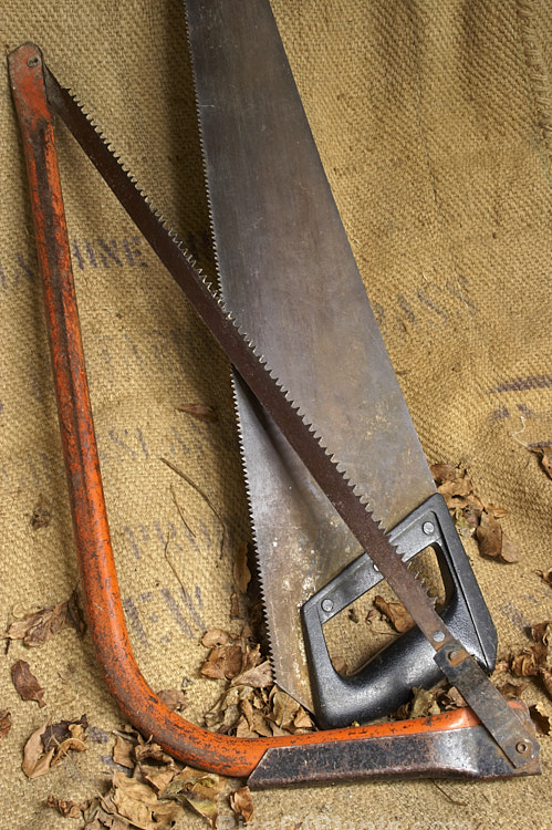 Two old saws that have seen a lifetime of garden use. Old tools like these can often seem to take on the character of their owner, still showing the effect of years of handling and hard work long after the gardener may have departed.