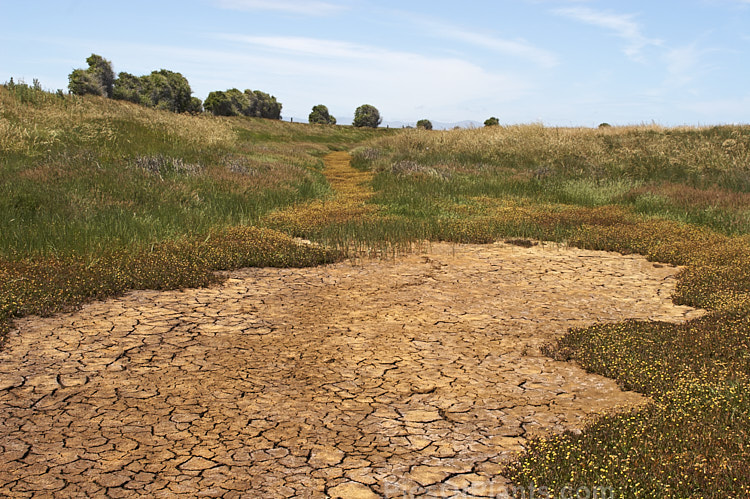 A dried up pond in coastal grassland.