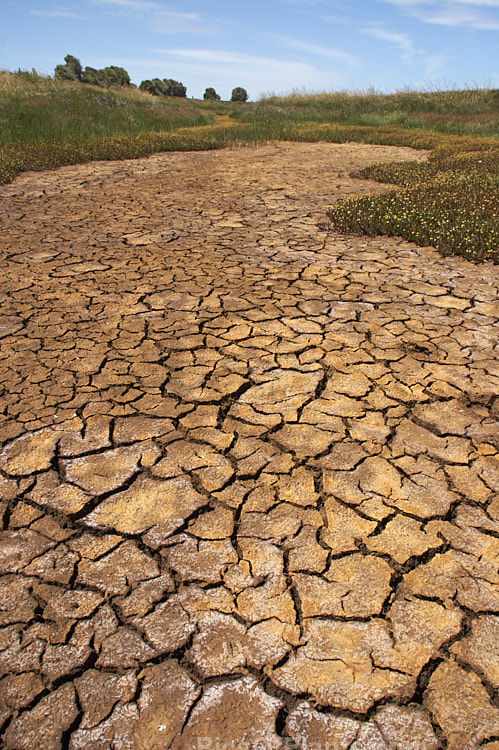 A dried up pond in coastal grassland.