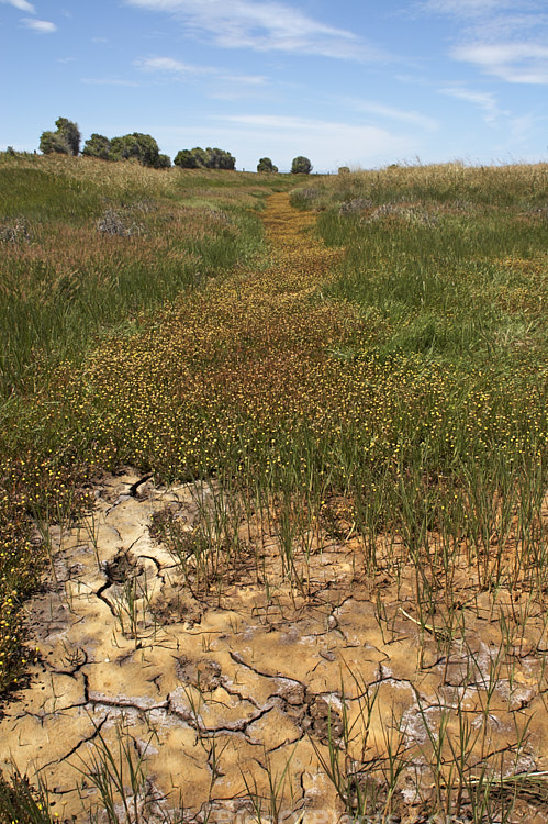 A dried up pond in coastal grassland.