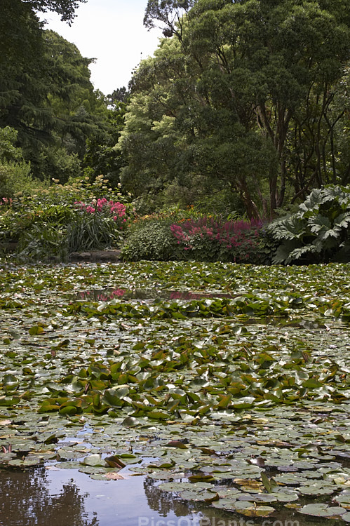 <i>Gunnera</i> and <i>Filipendula</i> edging a large lily pond.