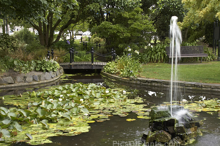 Lily Pond and Fountain