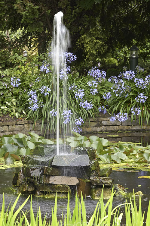 Lily Pond and Fountain