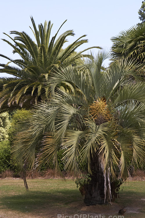 Two hardy feather palms: <i>Butia capitata</i> in the foreground, and behind it, the Canary Island date palm (<i>Phoenix canariensis</i>).