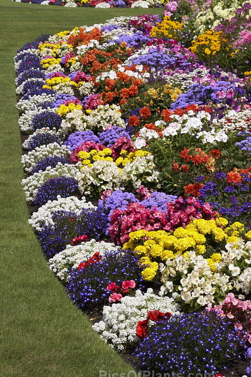 A colourful display of summer bedding plants.