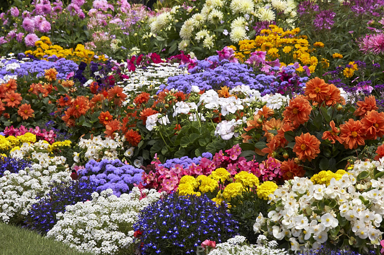 A colourful display of summer bedding plants.