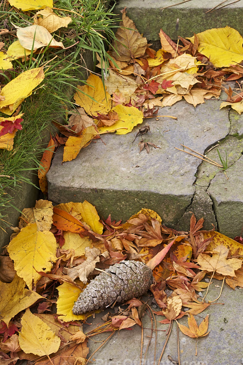 Windblown autumn foliage and a pine cone that have accumulated around garden steps