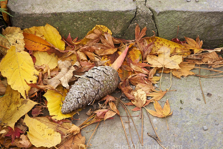 Windblown autumn foliage and a pine cone that have accumulated around garden steps