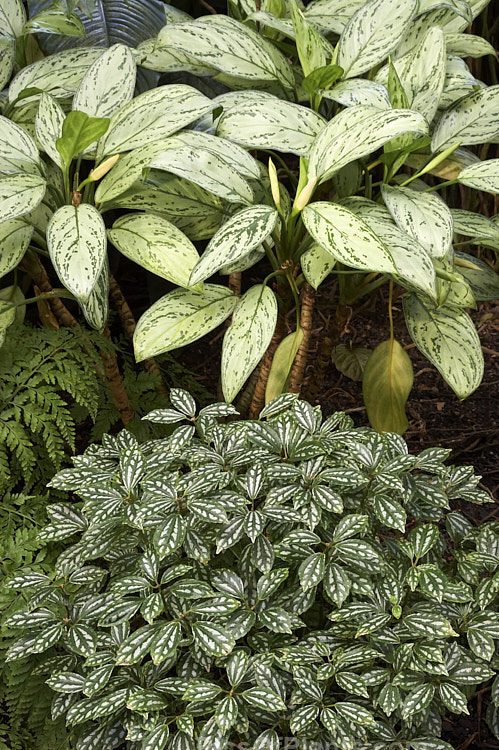 Two popular variegated plants - <i>Pilea</i> and <i>Aglaonema</i> - often cultivated as house plants.