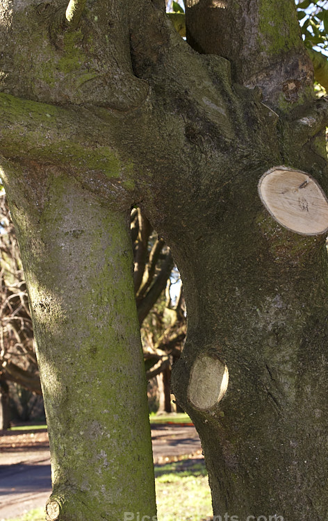 Two trees growing in close proximity that have formed a natural graft.