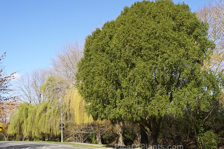 Two trees of similar appearance, but which are really quite different: the mayten (<i>Maytenus boaria</i>) and the weeping willow (<i>Salix babylonica</i>).