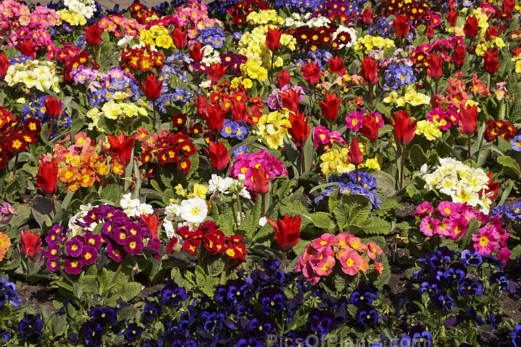 Pansies and polyanthus are great for showy winter to early spring colour.