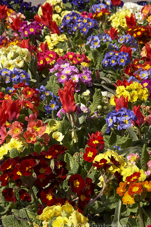 Pansies and polyanthus are great for showy winter to early spring colour.