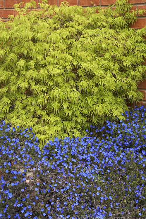 The delicate foliage of a Japanese maple (<i>Acer palmatum</i>) cultivar is a backdrop to the blue flowers of <i>Lithodora diffusum</i>.