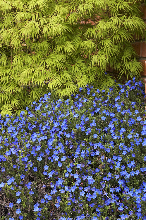 The delicate foliage of a Japanese maple (<i>Acer palmatum</i>) cultivar is a backdrop to the blue flowers of <i>Lithodora diffusum</i>.