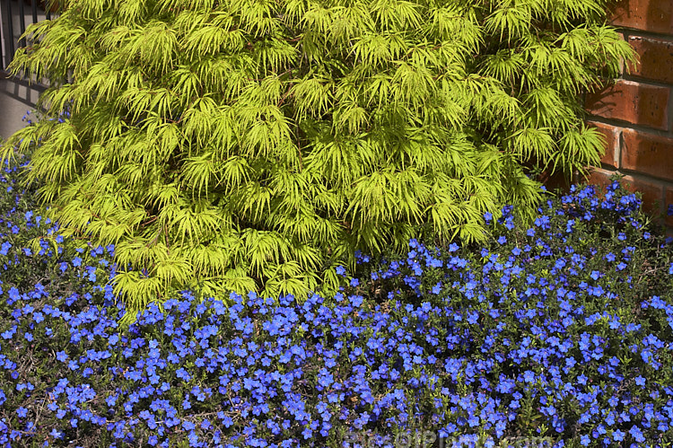 The delicate foliage of a Japanese maple (<i>Acer palmatum</i>) cultivar is a backdrop to the blue flowers of <i>Lithodora diffusum</i>.